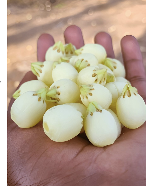 Fresh Mahua flowers held in hand