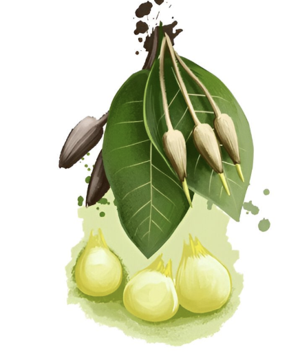 Mahua leaf and flower illustration